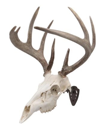 Allen Company EZ Mount Fixed Skull Hanger - Wall Mount Trophy Display for Deer, Antelope & Bear Skulls - Solid Steel Bracket with Complete Installation Kit - Brown
