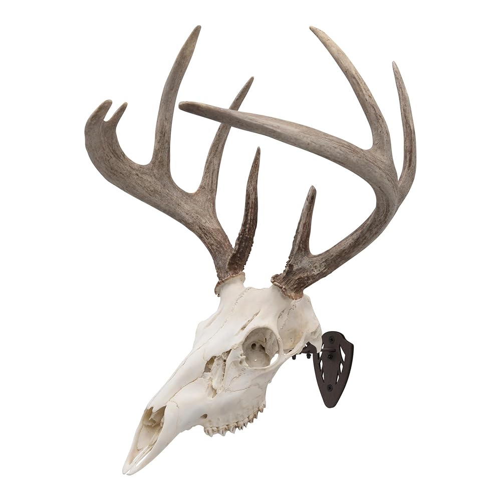 Allen Company EZ Mount Fixed Skull Hanger - Wall Mount Trophy Display for Deer, Antelope & Bear Skulls - Solid Steel Bracket with Complete Installation Kit - Brown