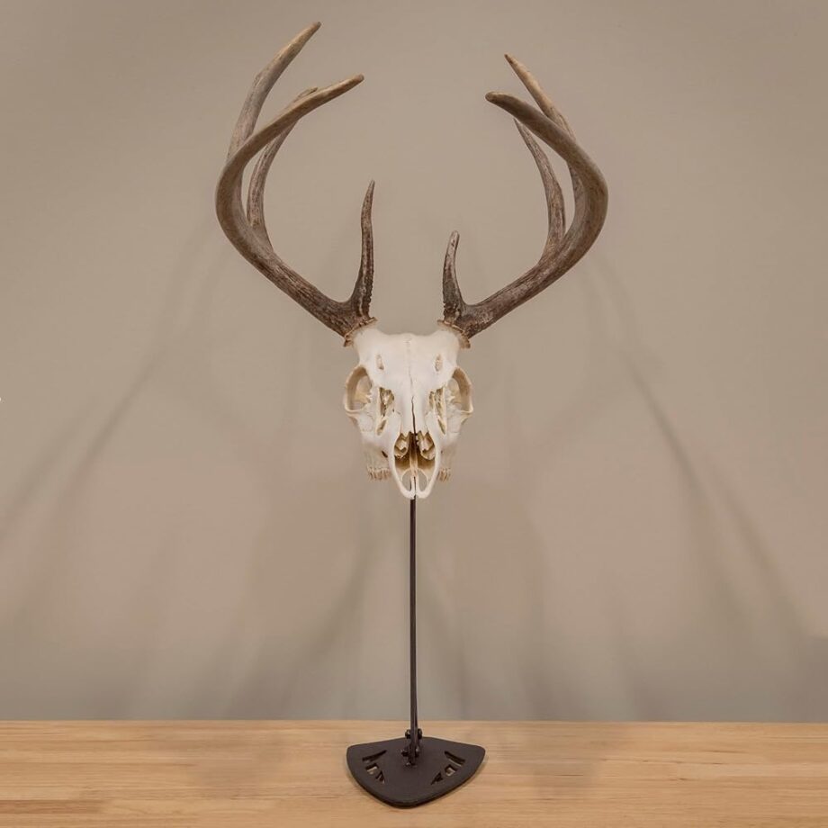 Allen Company EZ Mount Centerpiece Skull Stand, Brown