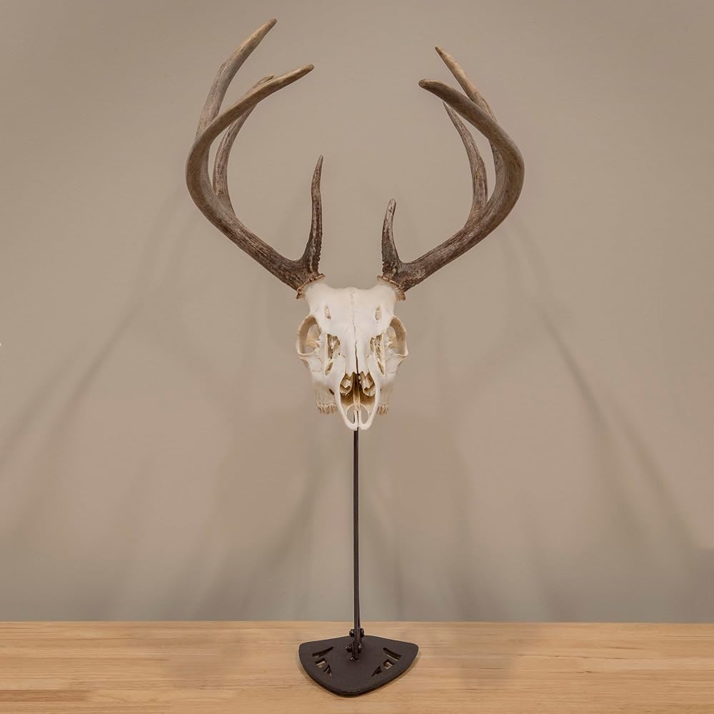 Allen Company EZ Mount Centerpiece Skull Stand, Brown