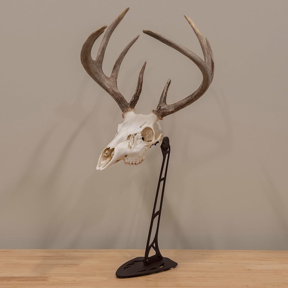 Allen Company EZ Mount Centerpiece Skull Stand, Brown