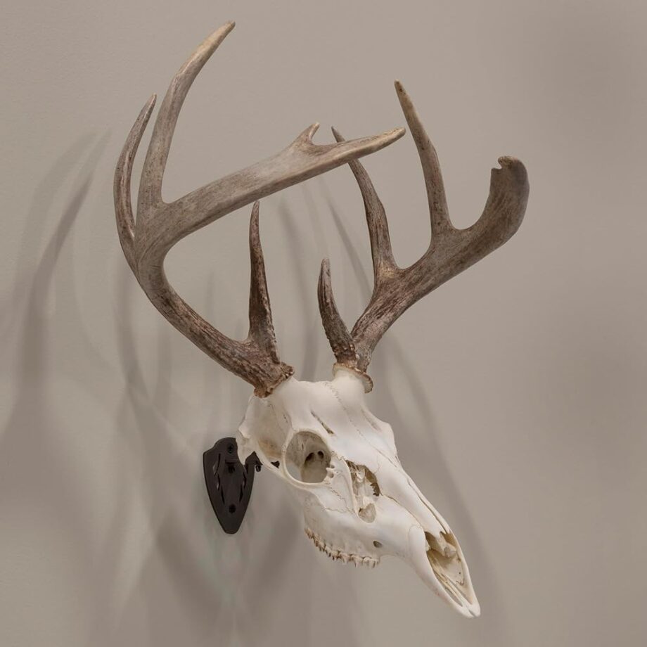 Allen Company EZ Mount Fixed Skull Hanger - Wall Mount Trophy Display for Deer, Antelope & Bear Skulls - Solid Steel Bracket with Complete Installation Kit - Brown