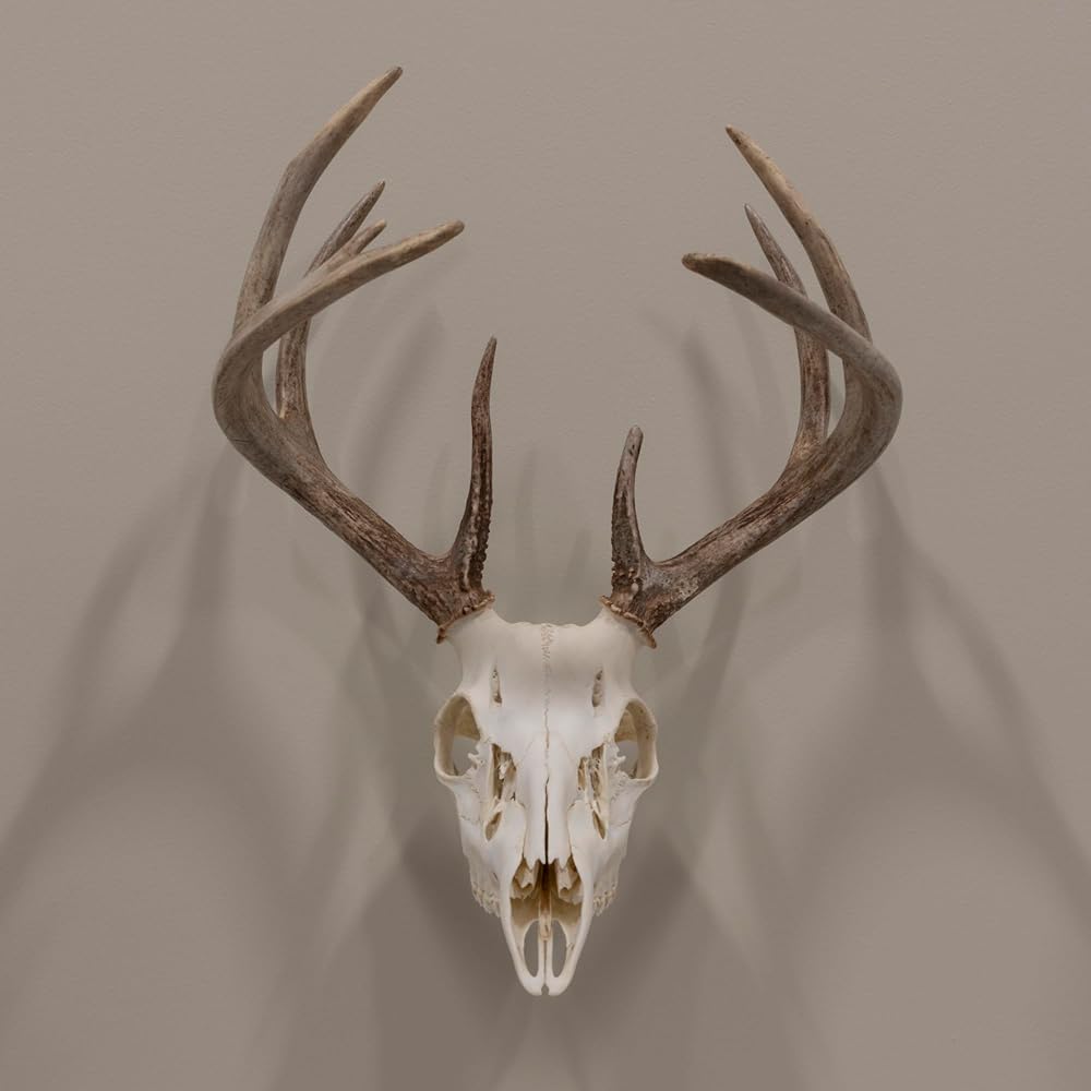 Allen Company EZ Mount Fixed Skull Hanger - Wall Mount Trophy Display for Deer, Antelope & Bear Skulls - Solid Steel Bracket with Complete Installation Kit - Brown